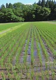 赤磐市次世代農業技術集積センター整備事業