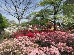 練馬区立平成つつじ公園改修計画検討委託
