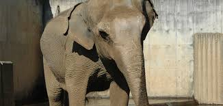 遊亀公園・附属動物園整備及び管理運営事業